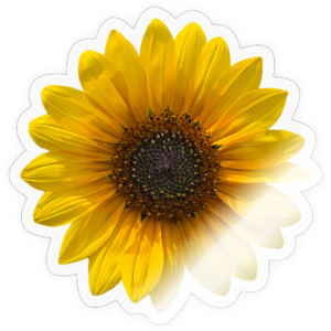 Sunflower Sticker